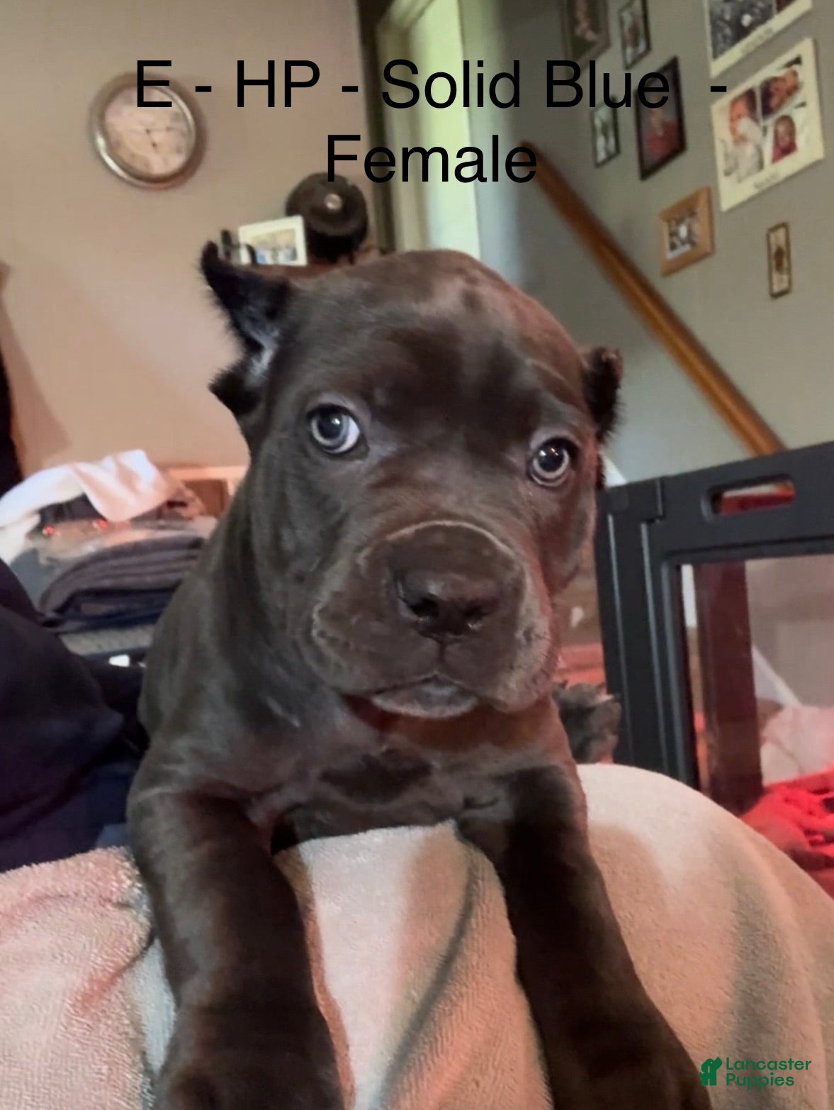 Cane Corso dogs Cane Corso Orange - Ad 6