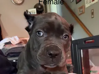Cane Corso dogs Cane Corso Orange - Ad 25