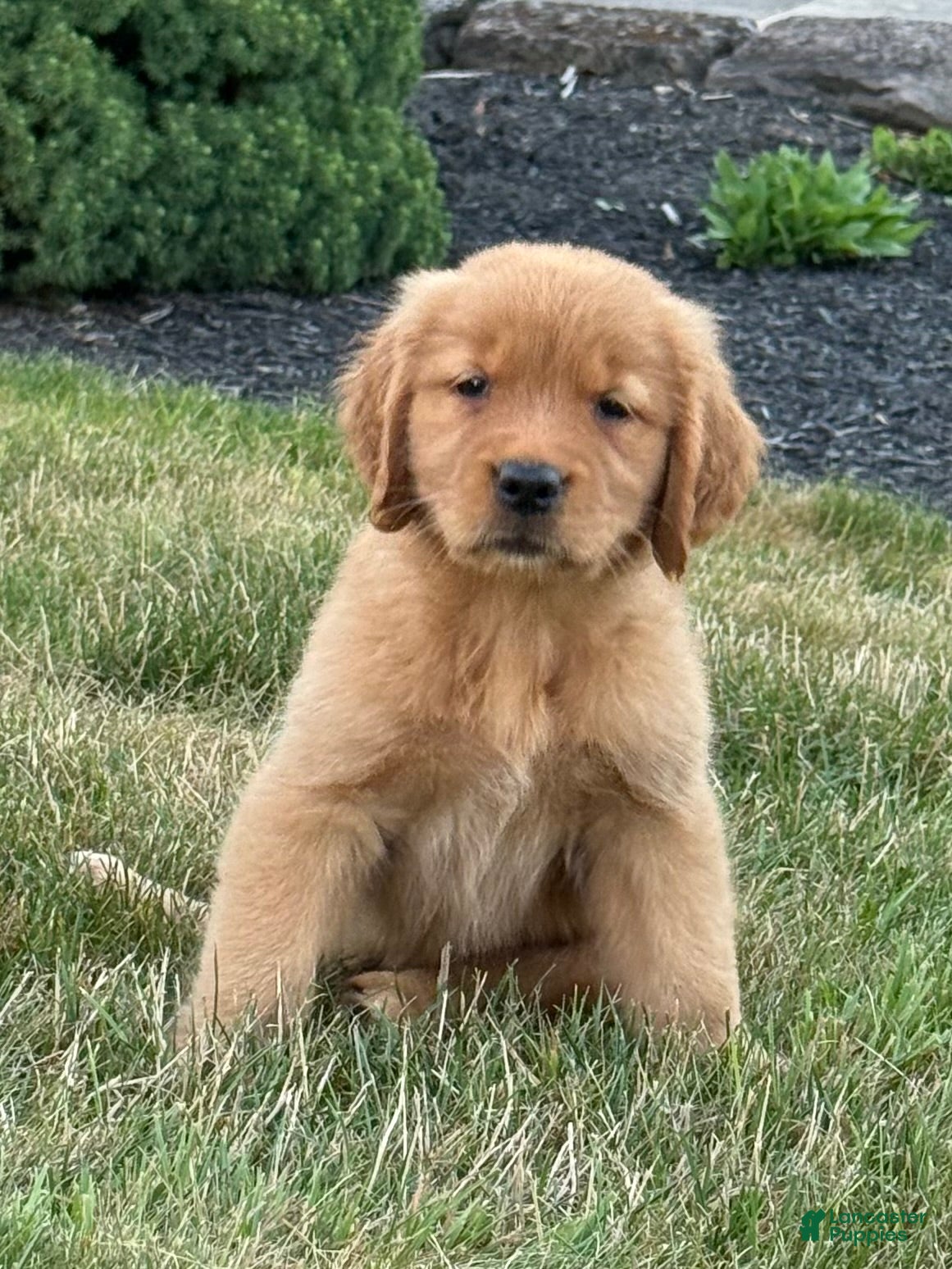 Golden Retriever dogs Lily - Ad 1