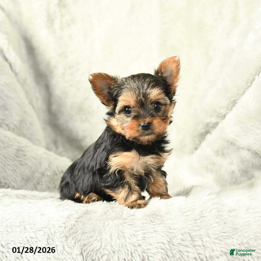 Yorkshire Terrier dogs for sale: Pearl - Ad 1