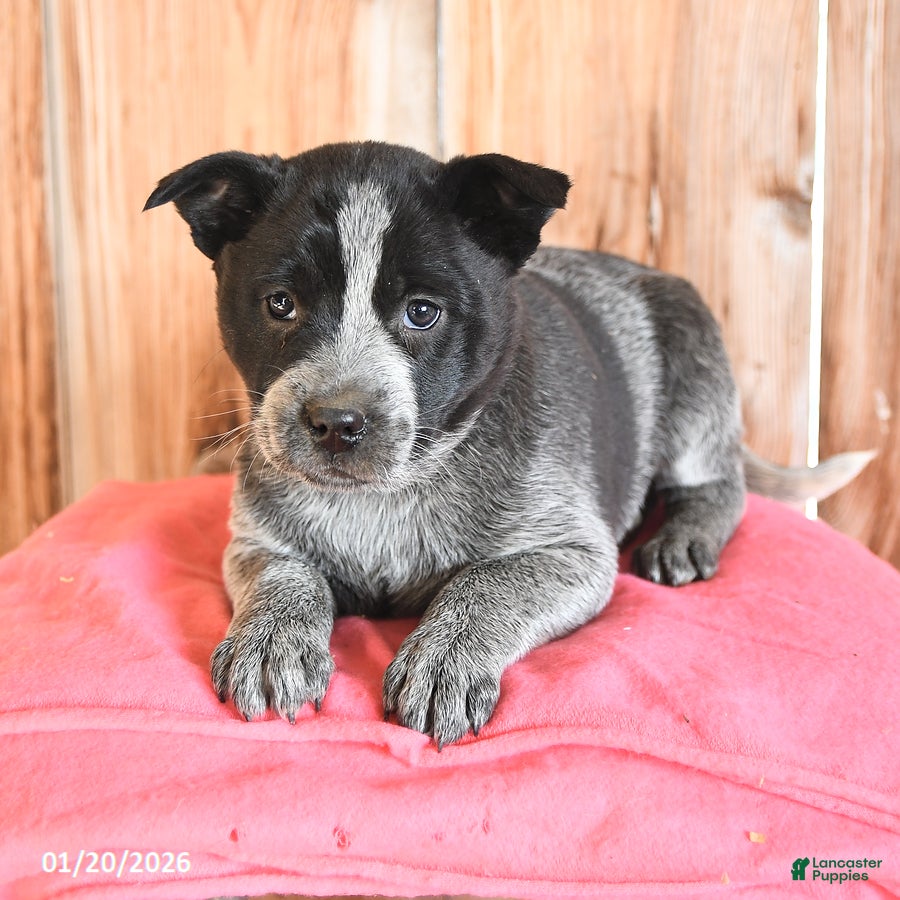 Australian Cattle Dog dogs Missy - Ad 2