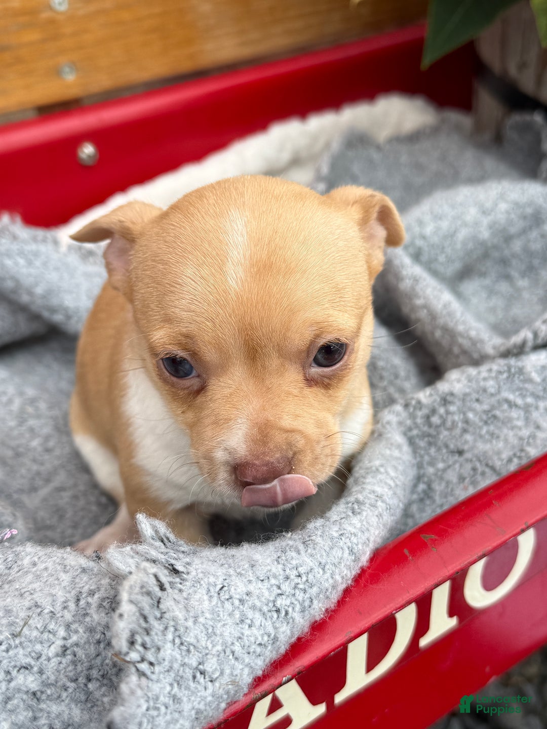 Chihuahua dogs for sale: Cookie - Ad 13