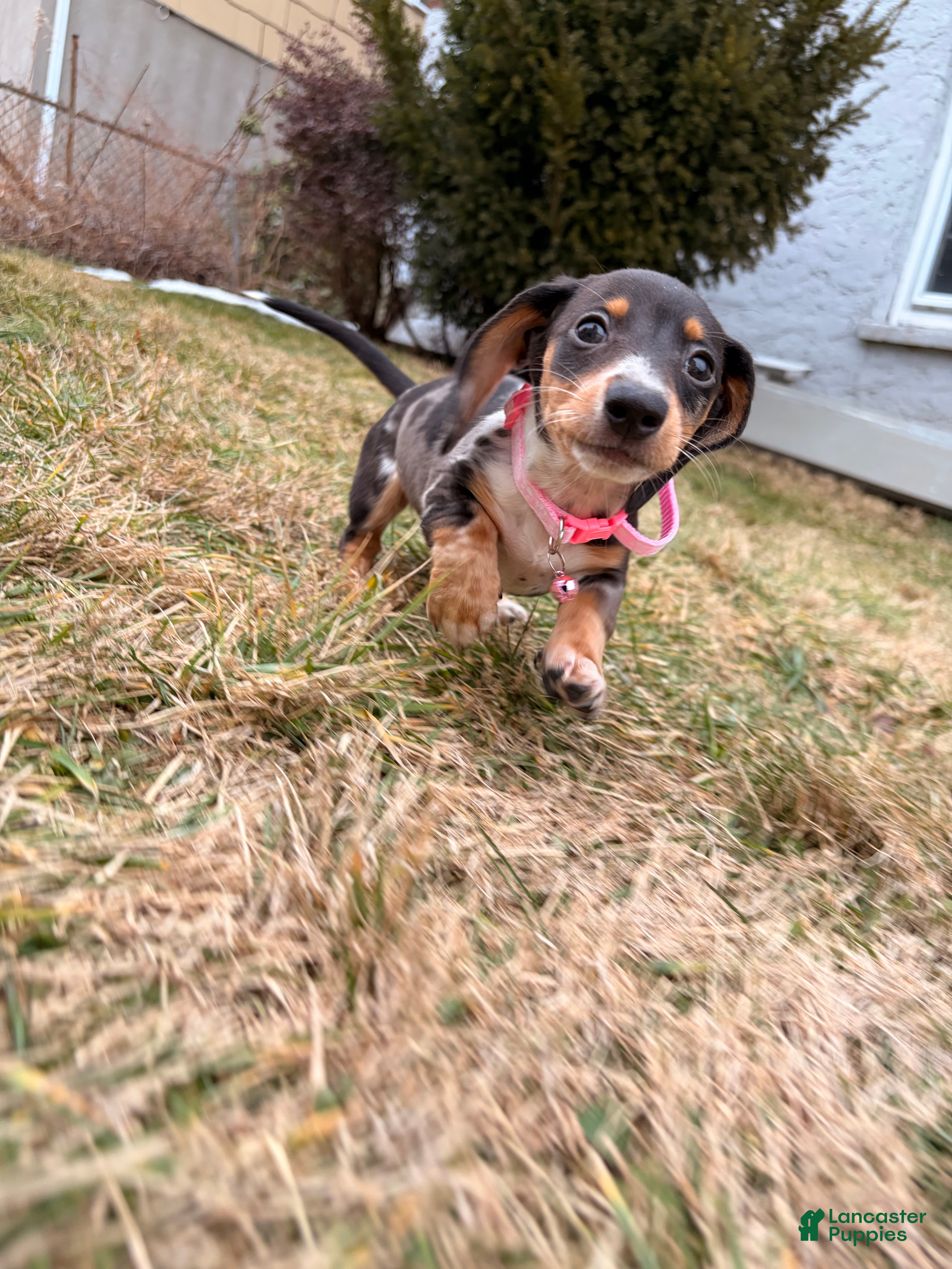 Miniature Dachshund dogs Minnie - Ad 1