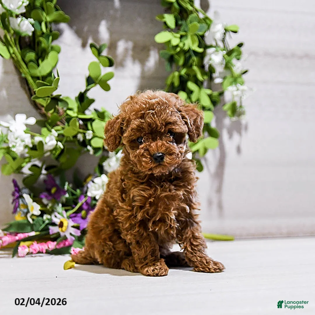 Toy Poodle dogs for sale: Knox - Ad 1