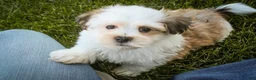 Havanese dogs for sale: Fernando - Ad 6