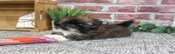 Shih Tzu dogs for sale: Hallie - Ad 4