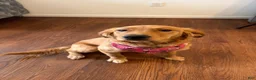 Golden Retriever dogs for sale: Golden Retriever 3 - Ad 2