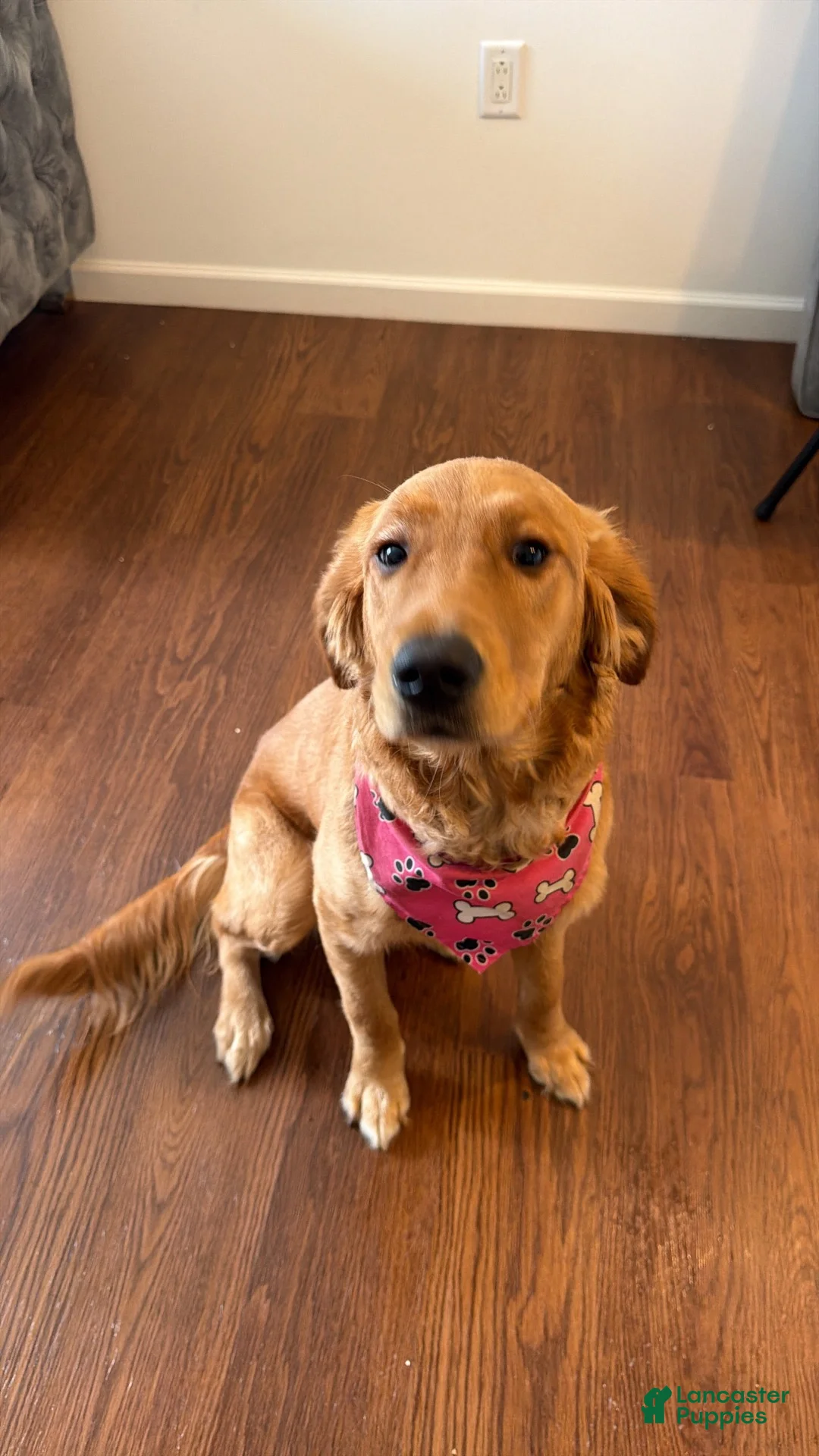 Golden Retriever dogs for sale: Golden Retriever 3 - Ad 2