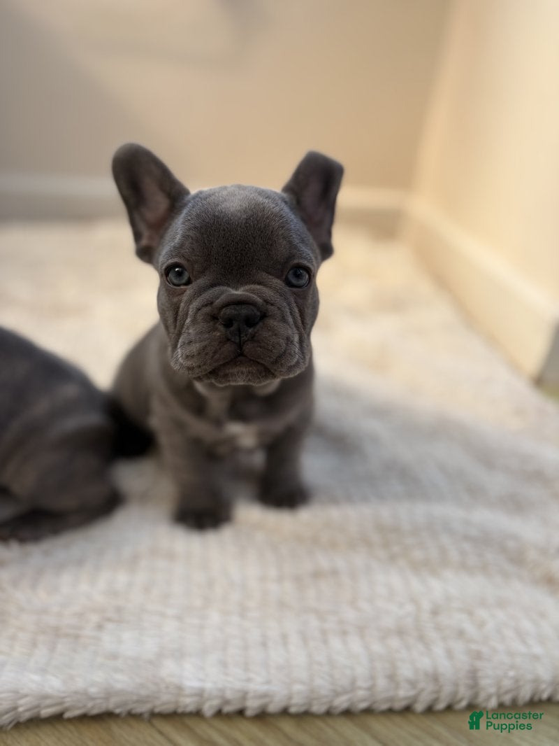 French Bulldog dogs French Bulldog Puppy 1 - Ad 22