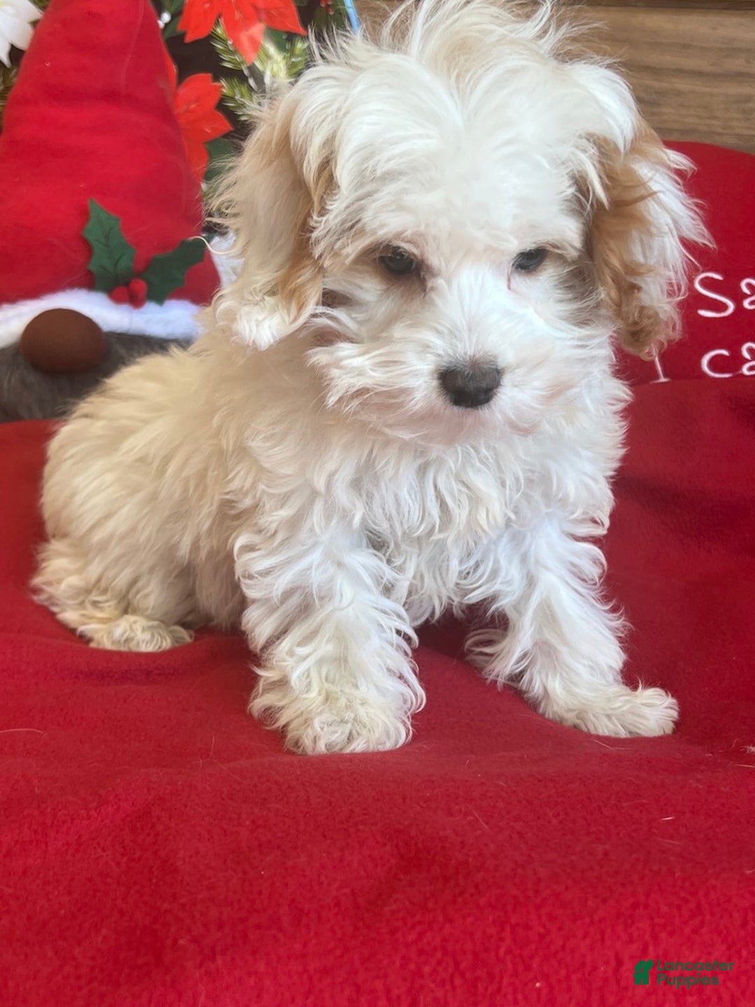 Cavapoo dogs for sale: Dolly - Ad 3