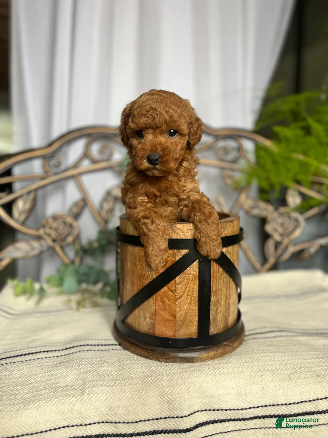 Miniature Poodle dogs for sale: Baby Giggles❤️🐾AKC Genetic Health Tested❤️Call 717-529-1907 - Ad 1