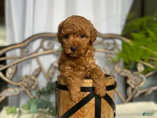 Miniature Poodle dogs Baby Giggles❤️🐾AKC Genetic Health Tested❤️Call 717-529-1907 - Ad 14