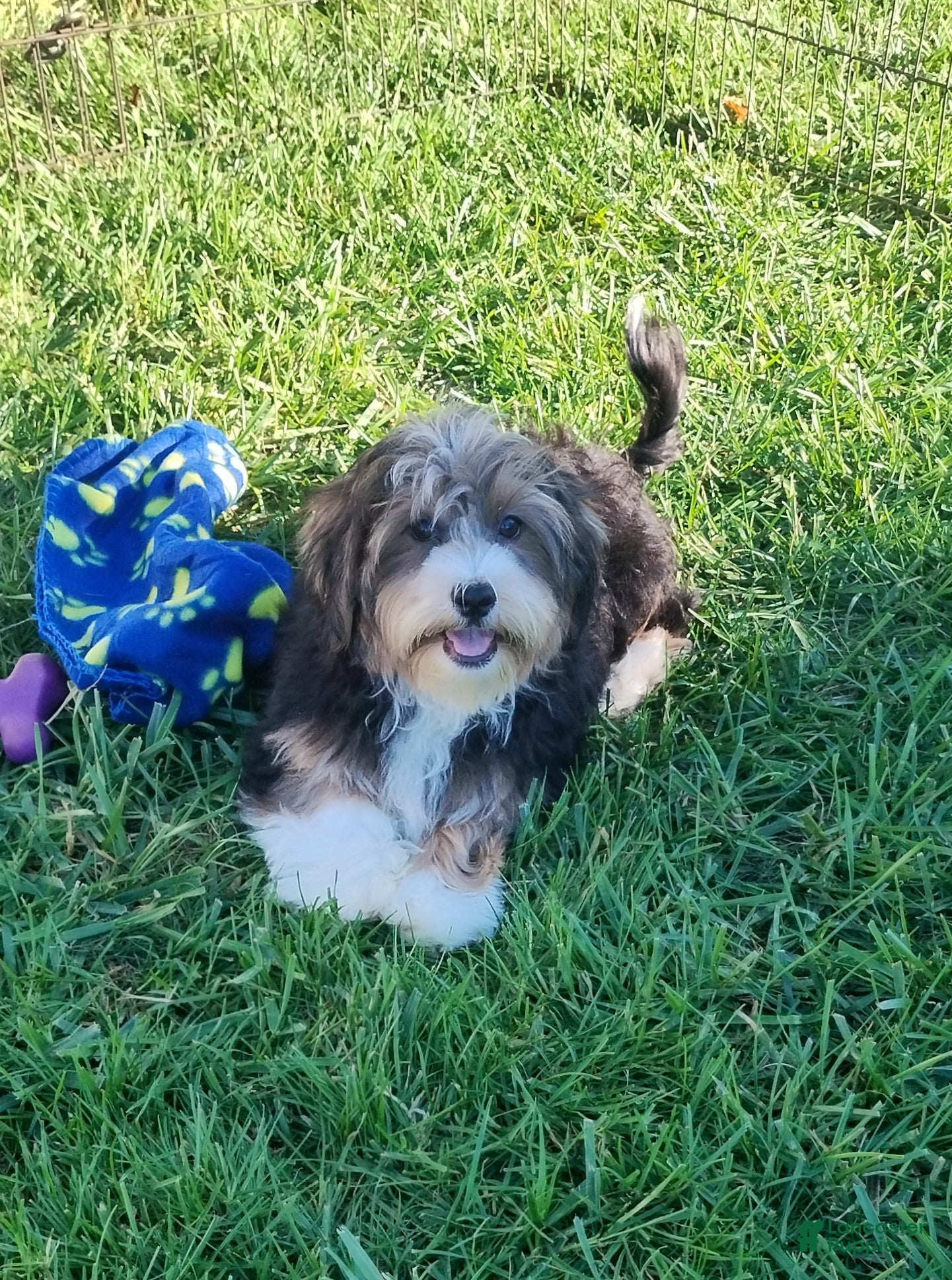 Havanese dogs Jasper  - Ad 2