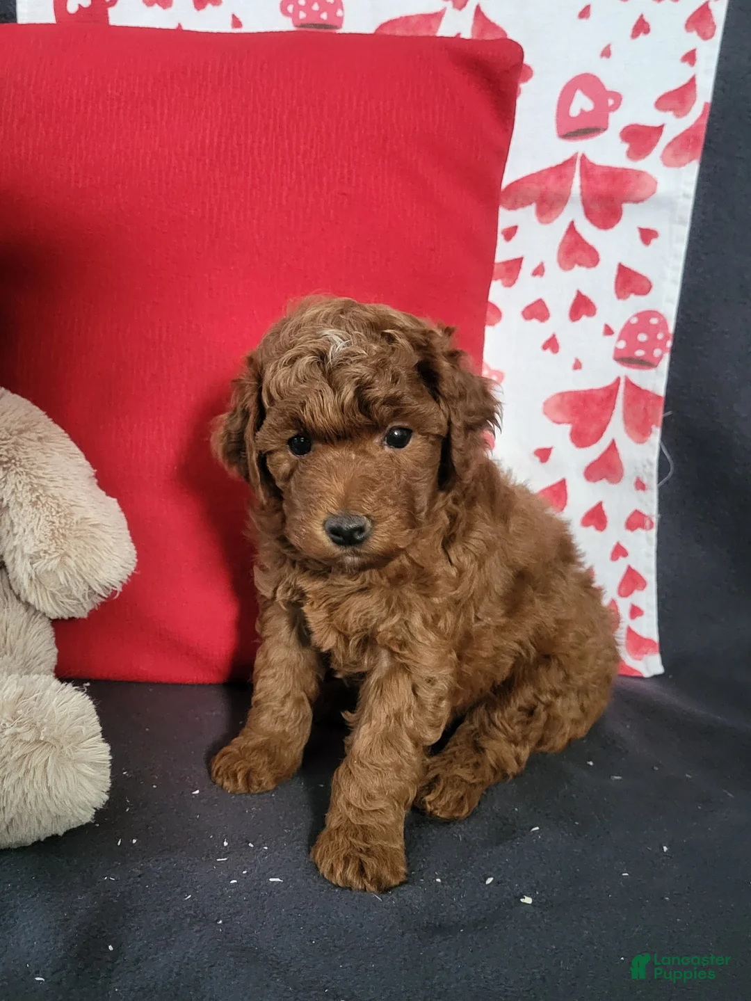 Goldendoodle dogs for sale: Elliot - Ad 5