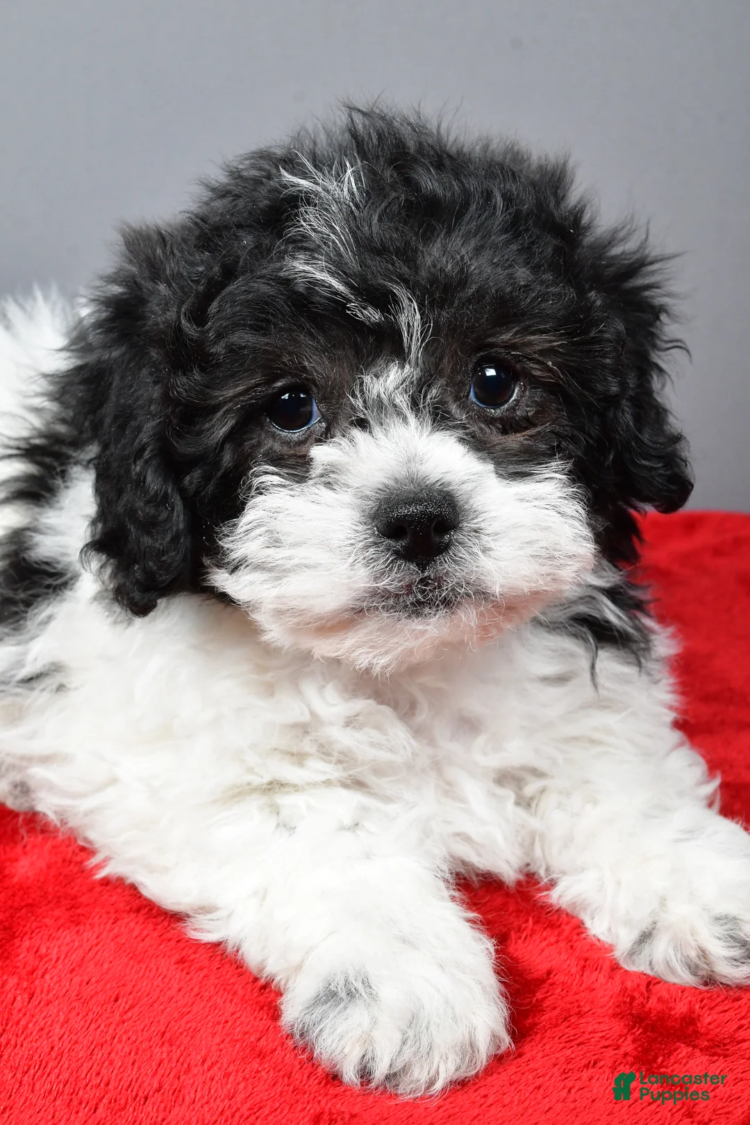 Teddy Bear dogs for sale: Cindy - Ad 8