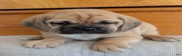 Puggle dogs for sale: Chuck  - Ad 17