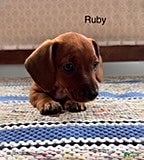 Mini Aussiedoodle dogs Ruby - Ad 2