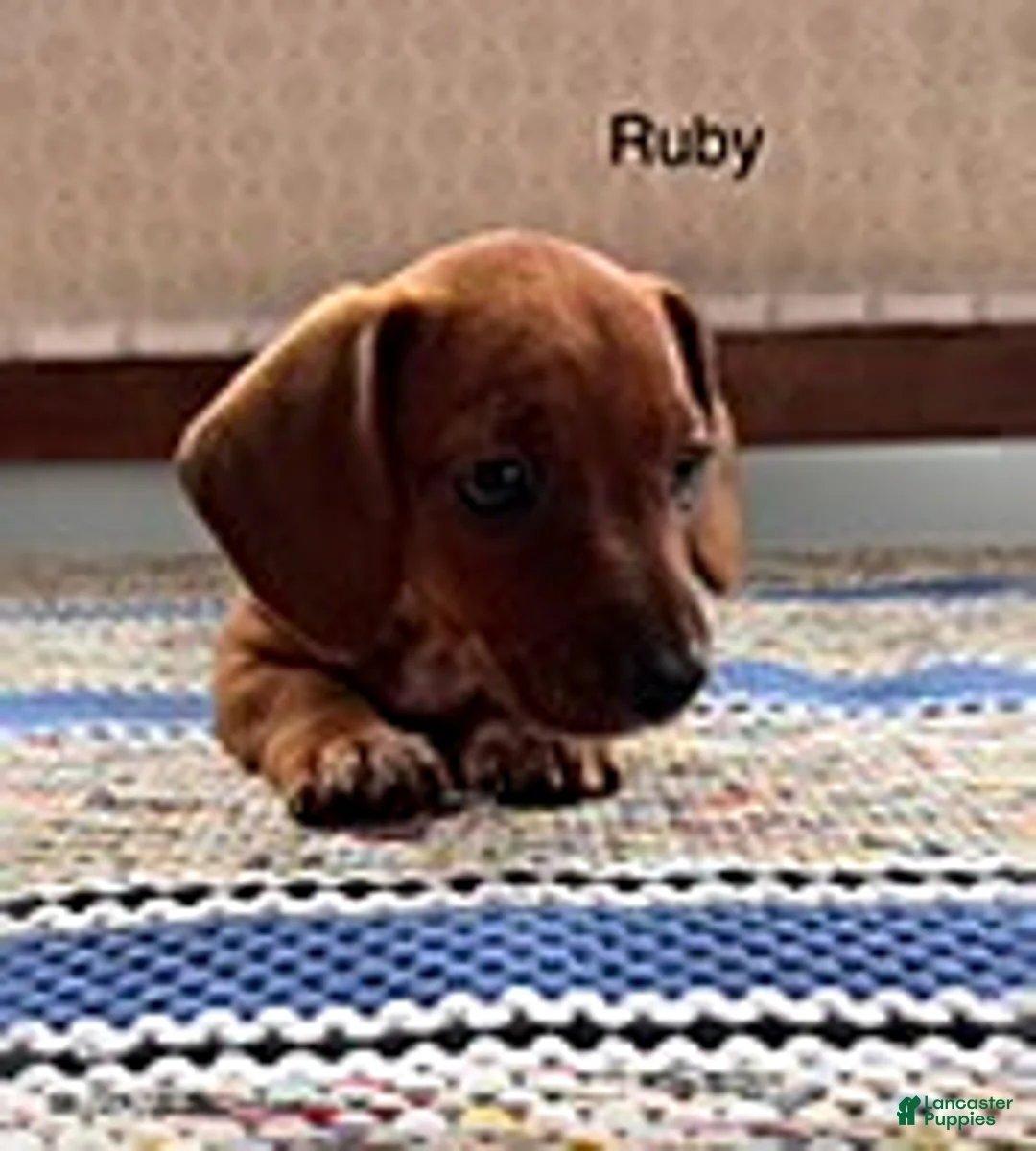 Mini Aussiedoodle dogs for sale: Ruby - Ad 2