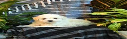 Bichon Frise dogs for sale: Cloud - Ad 3