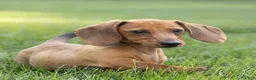 Miniature Dachshund dogs for sale: Mikey Miniature Dachshund  - Ad 3