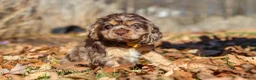 Cocker Spaniel dogs for sale: Finn - Ad 7