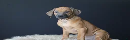 Rhodesian Ridgeback dogs for sale: Kara - Ad 1