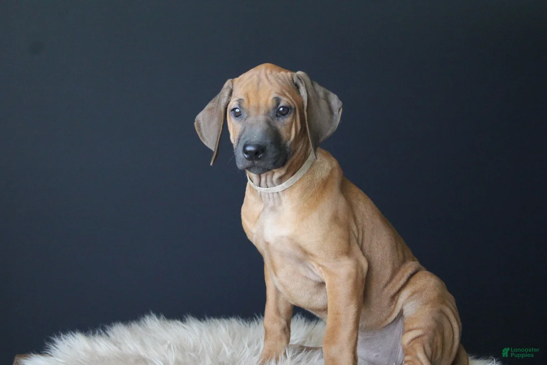Rhodesian Ridgeback dogs for sale: Kara - Ad 1