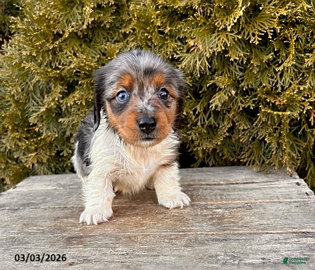Dachshund dogs Coconut - Ad 1