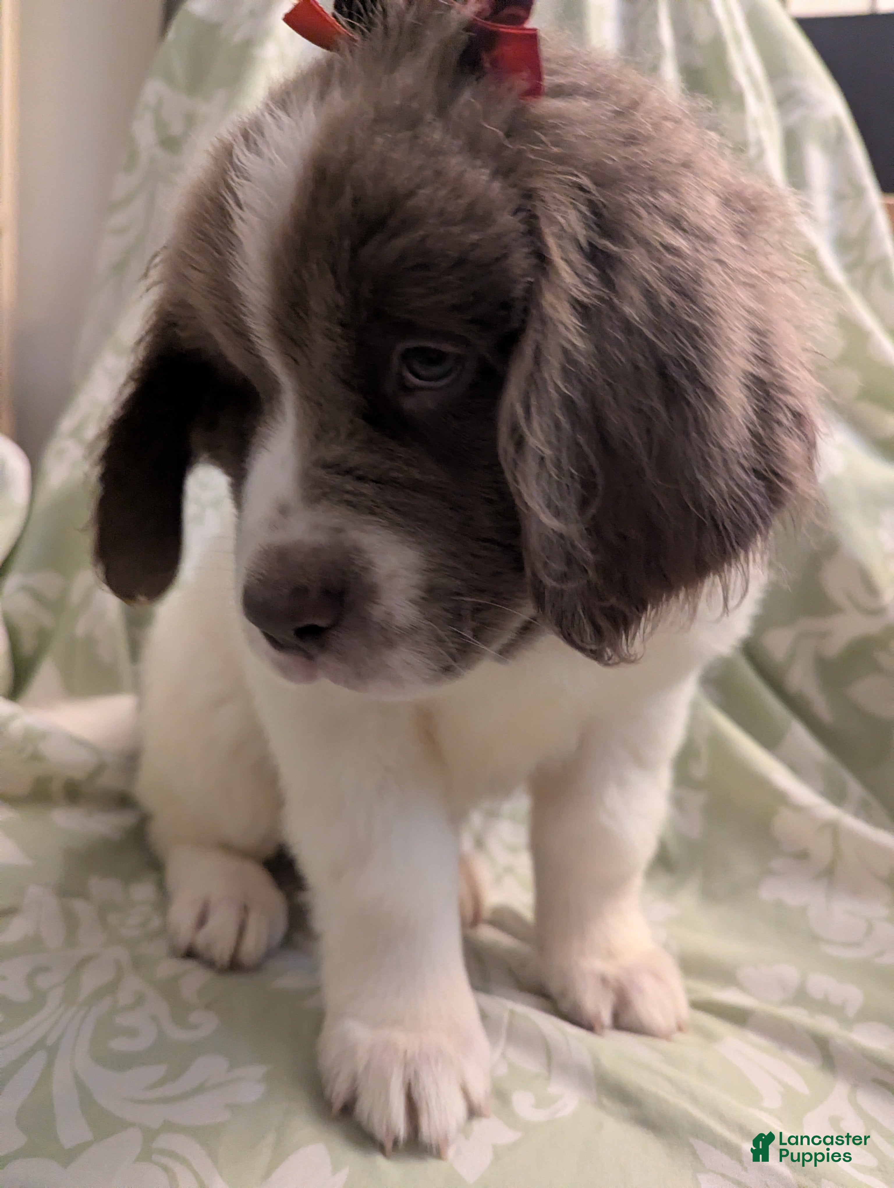 Newfoundland dogs Racecar - Ad 30