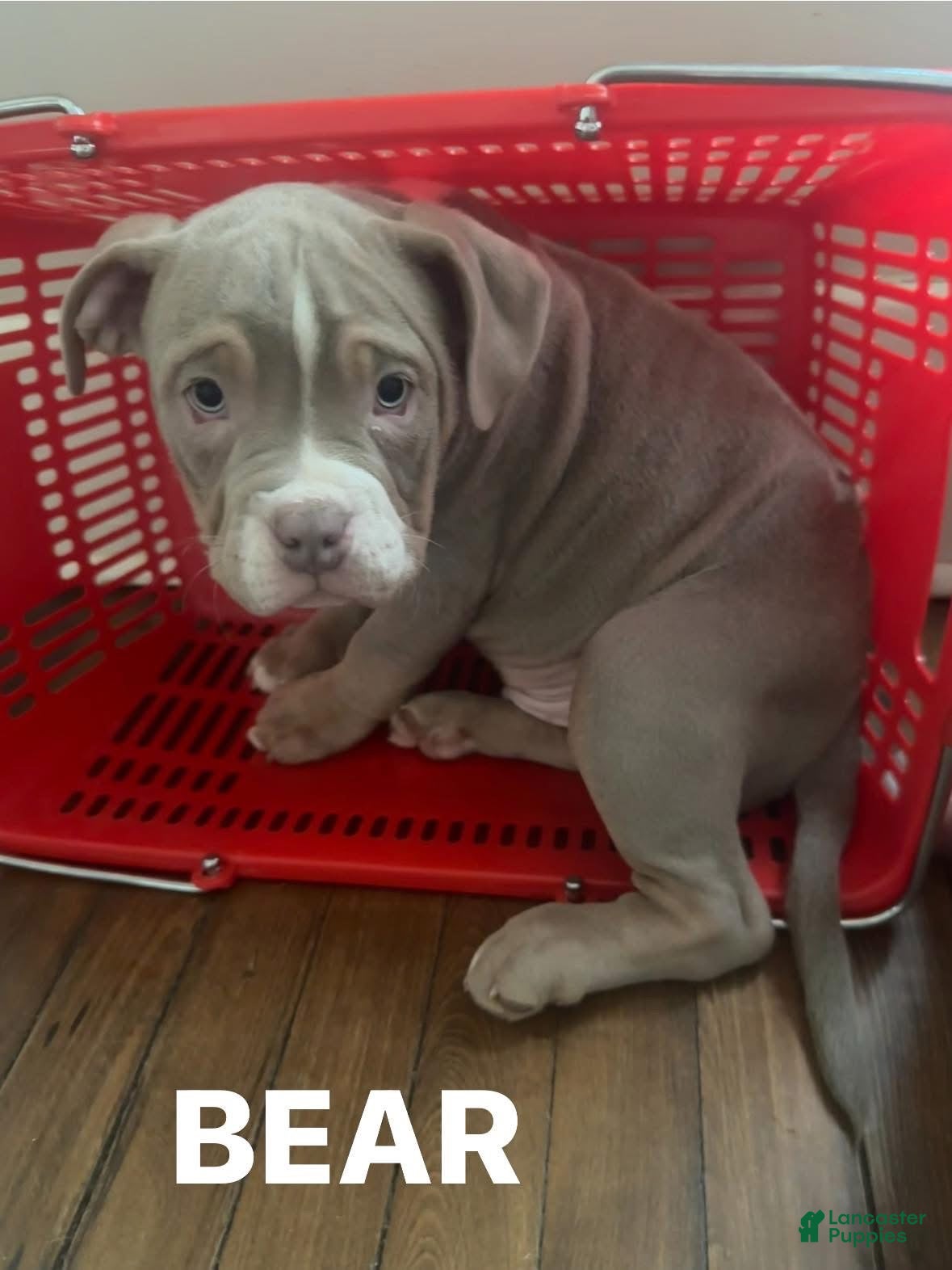 American Bully dogs American Bully Puppy 7 - Ad 24