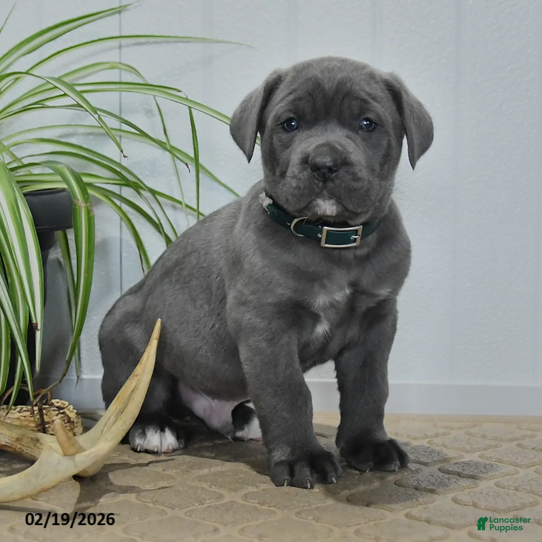 Cane Corso dogs for sale: Grayson - Ad 4