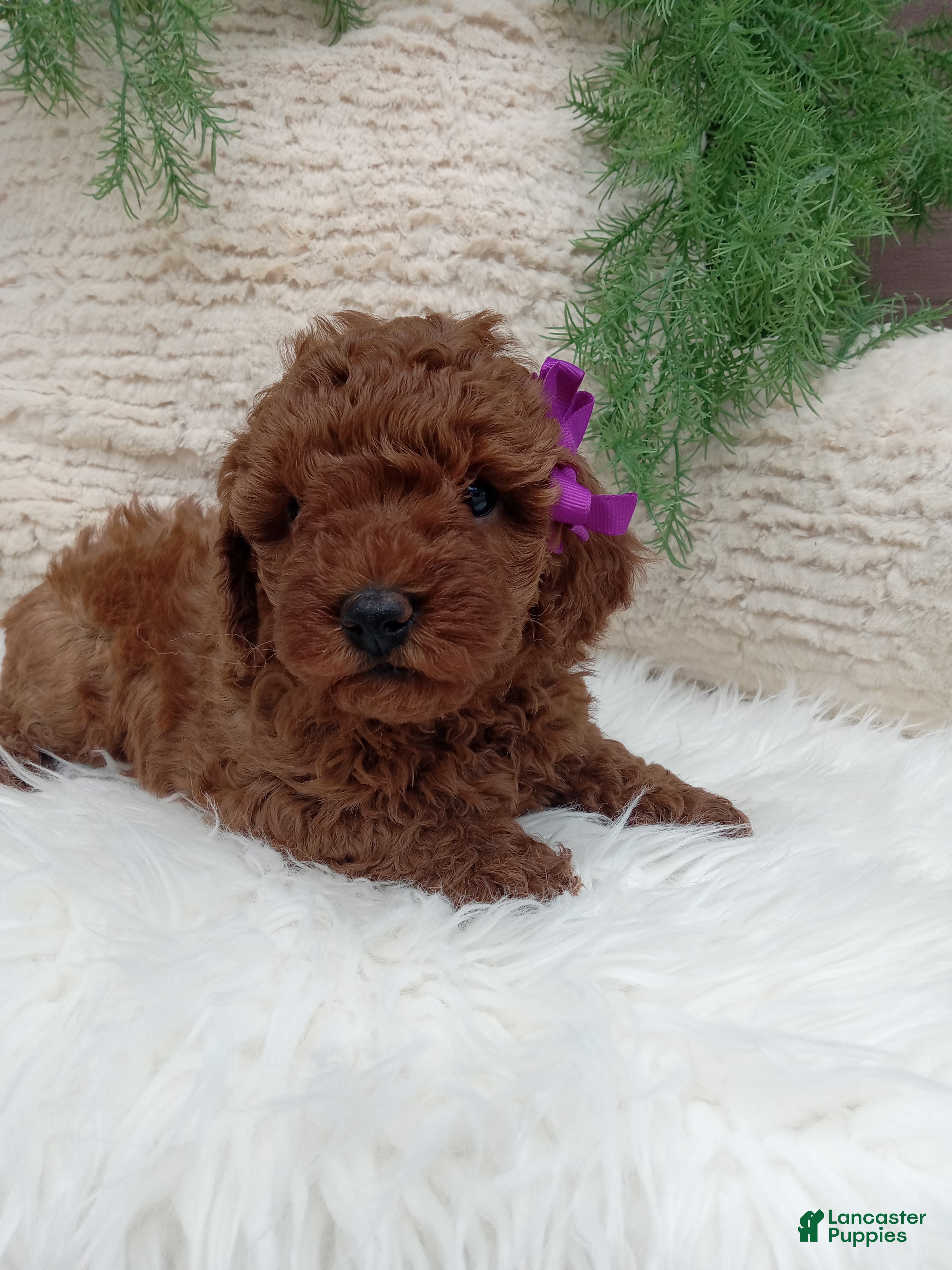 Miniature Poodle dogs Willow - Ad 2