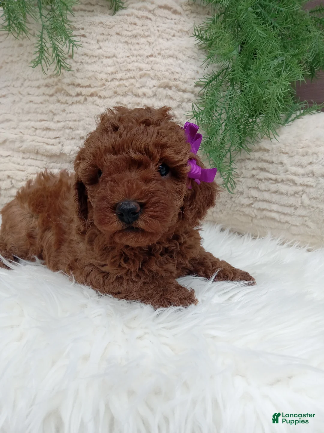 Miniature Poodle dogs for sale: Willow - Ad 2