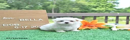Maltese dogs for sale: Bella   - Ad 1