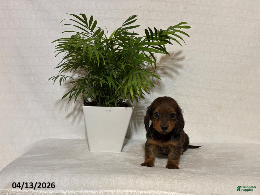 Miniature Dachshund dogs Laura - Ad 1