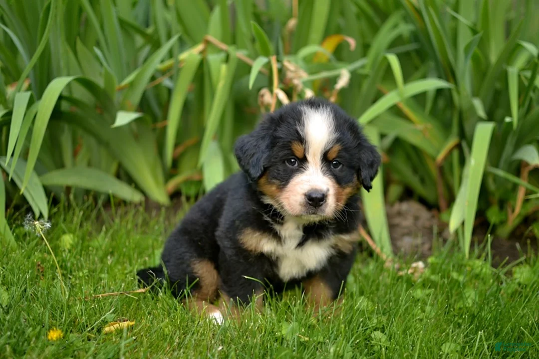 Bernese Mountain Dog dogs for sale: Felix - Ad 1
