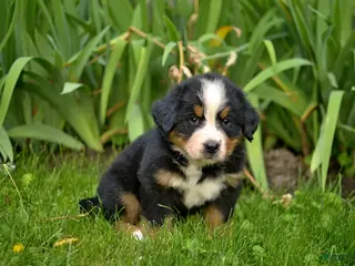 Bernese Mountain Dog dogs for sale: Felix - Ad 1