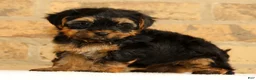 Yorkshire Terrier dogs for sale: Sophia - Ad 5