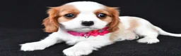 Cavalier King Charles Spaniel dogs for sale: Avery - Ad 2