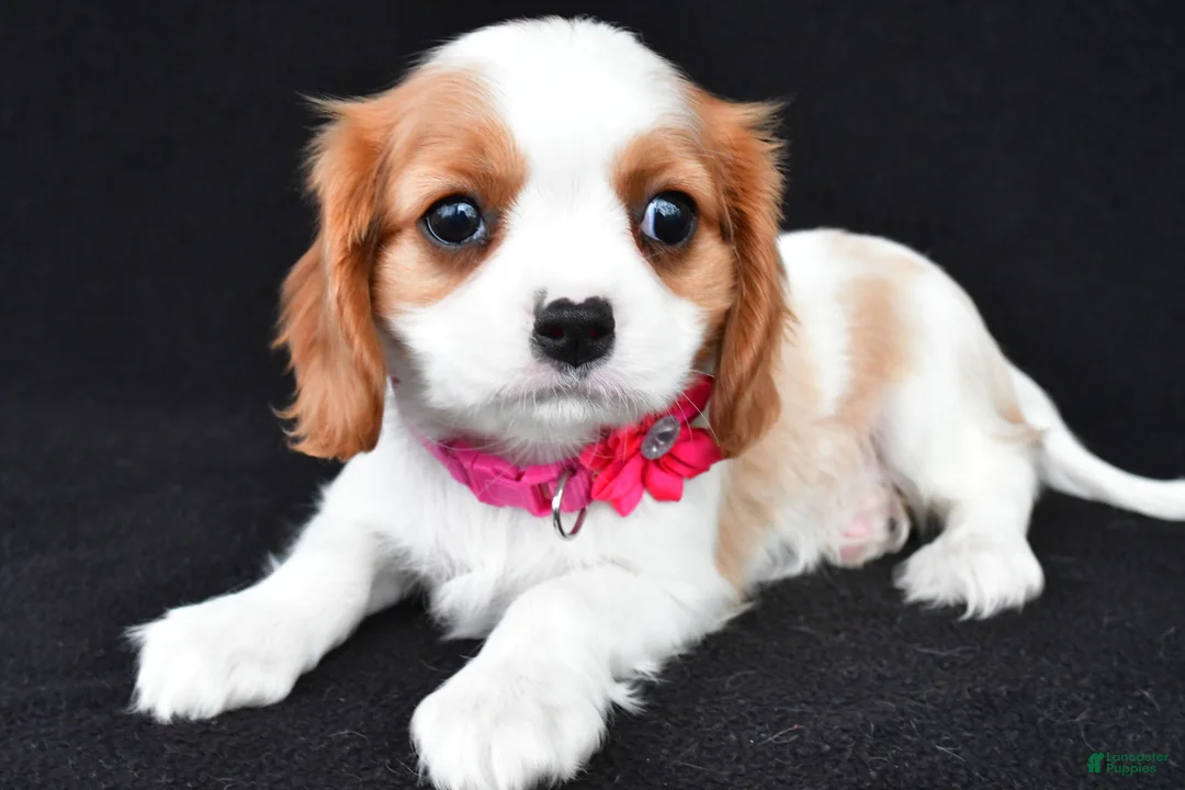 Cavalier King Charles Spaniel dogs for sale: Avery - Ad 2