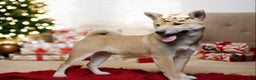 Shiba Inu dogs for sale: Julep - Ad 2