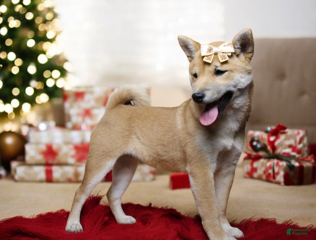 Shiba Inu dogs for sale: Julep - Ad 2