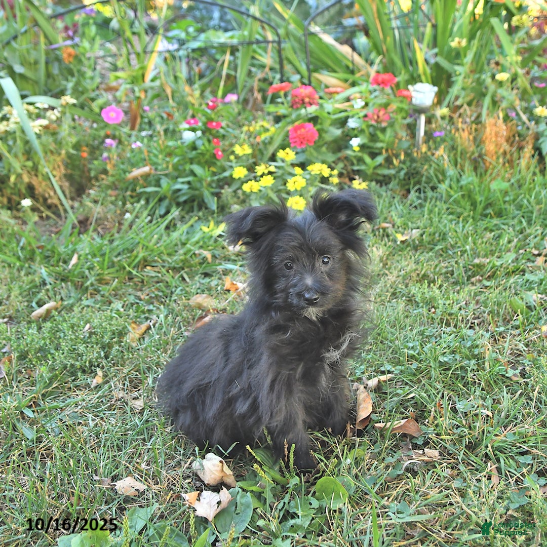 Pomapoo dogs for sale: Banjo - Ad 2