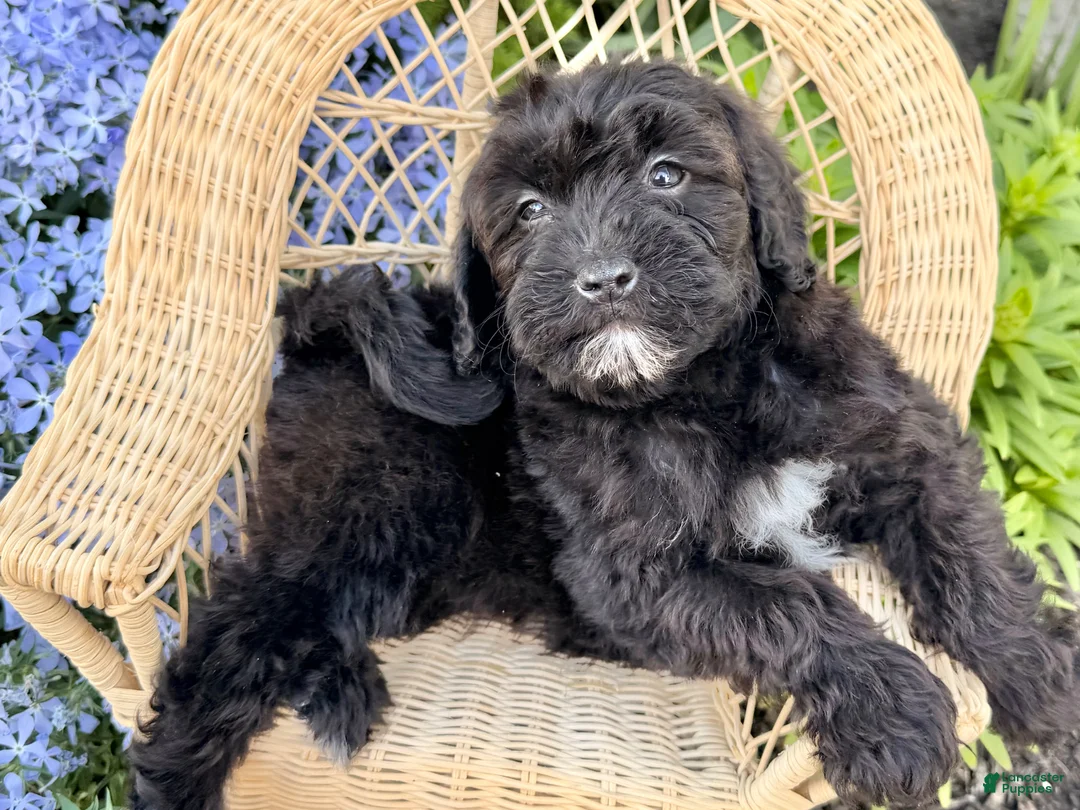Shihpoo dogs for sale: River  - Ad 2