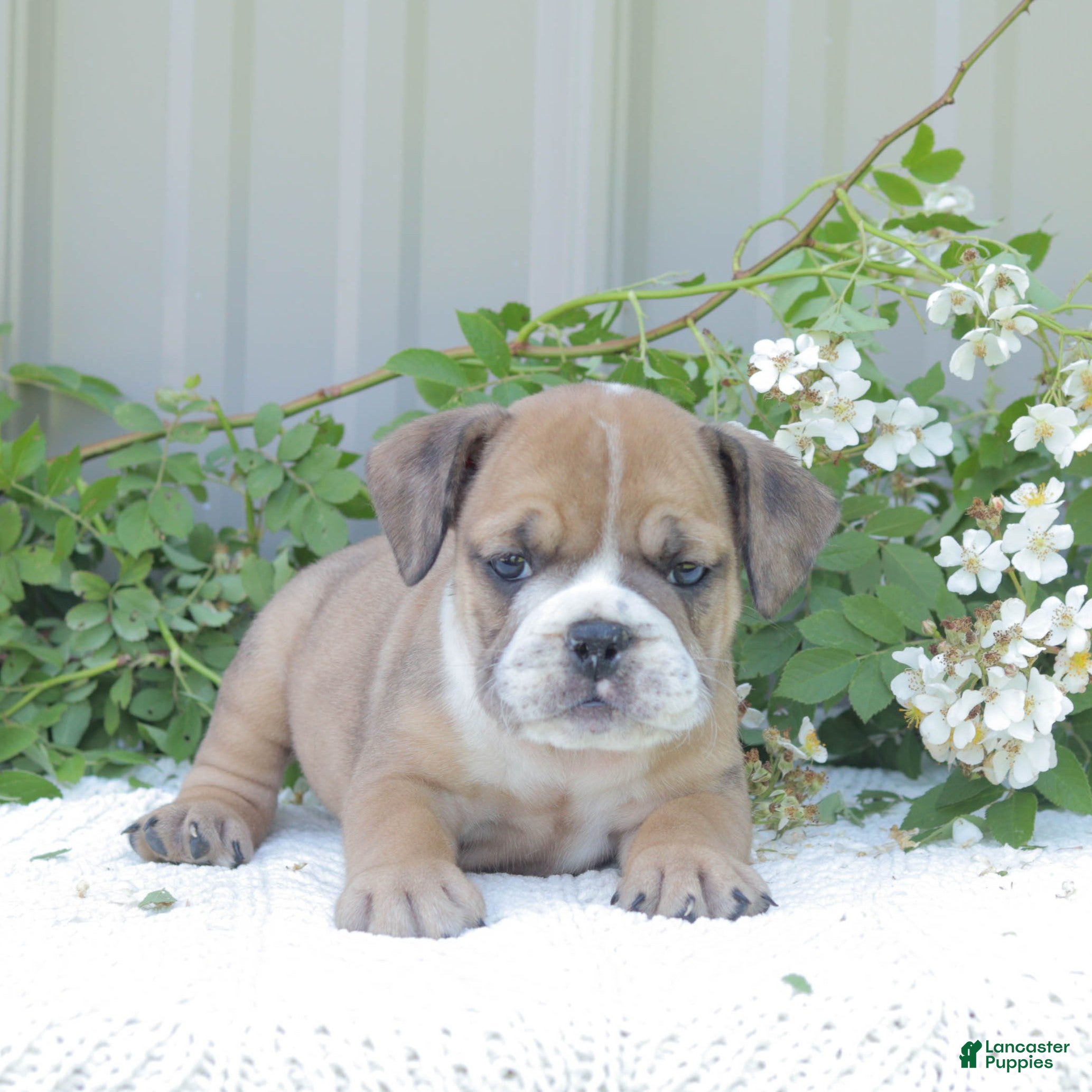 English Bulldog dogs Jinx - Ad 2