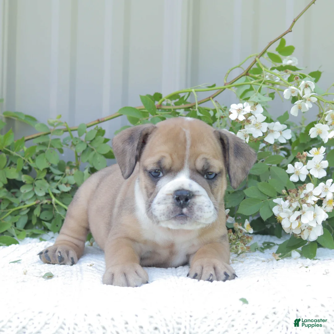 English Bulldog dogs for sale: Jinx - Ad 2