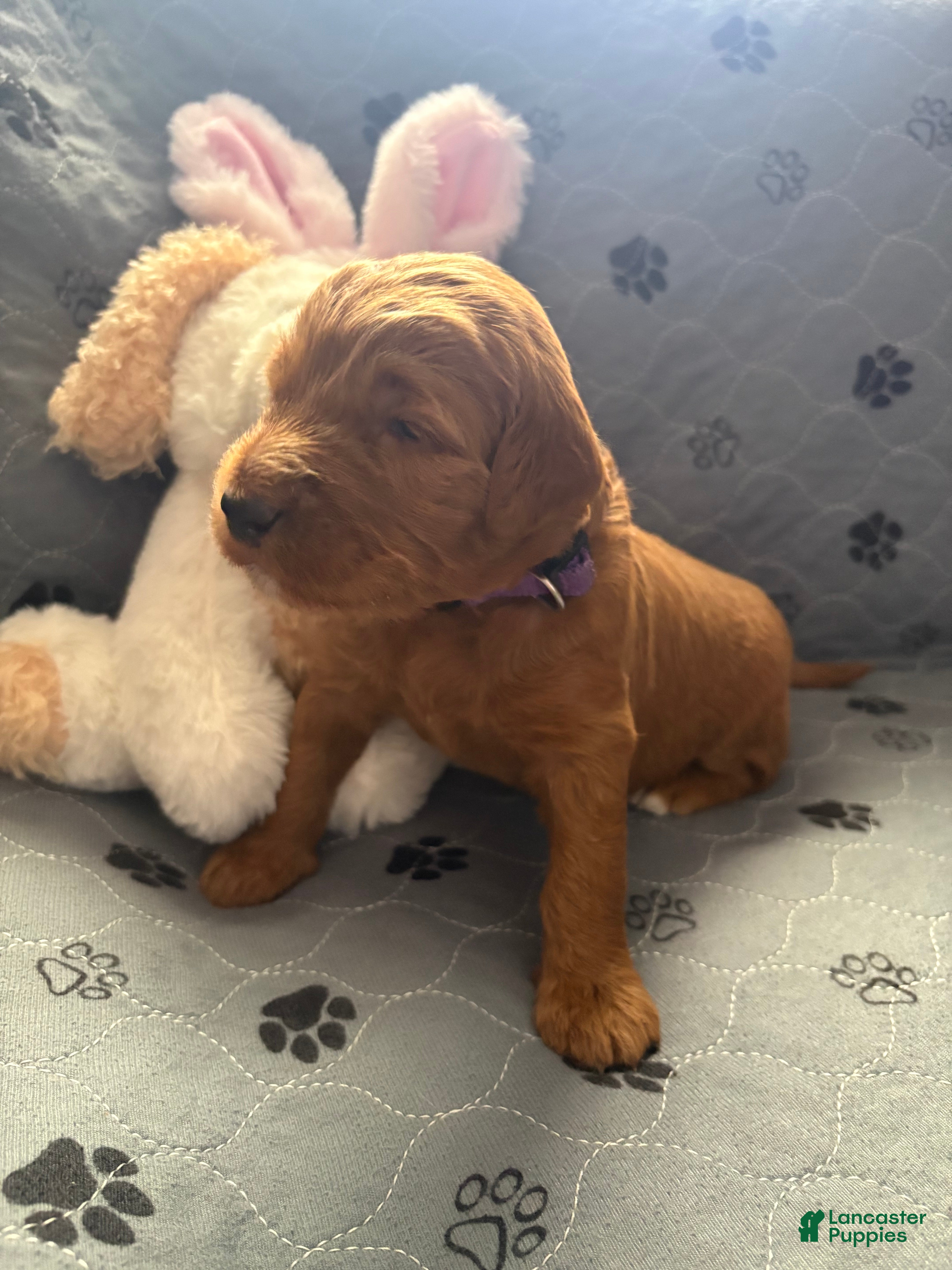 Goldendoodle dogs Jasmine  - Ad 2