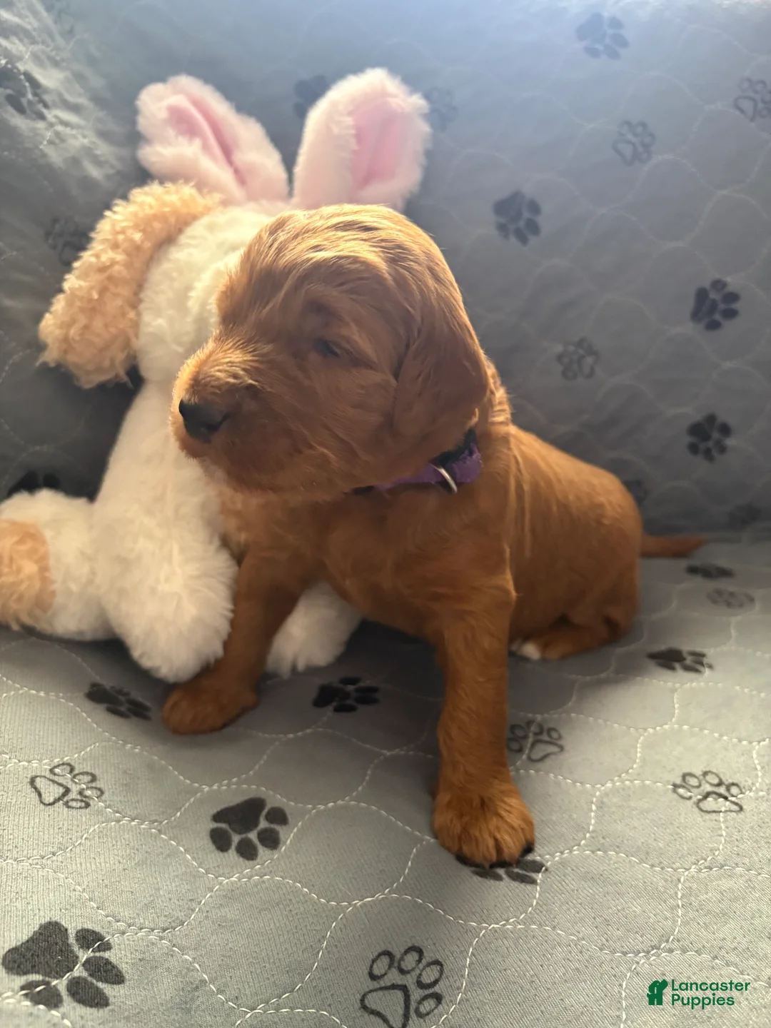 Goldendoodle dogs for sale: Jasmine  - Ad 2