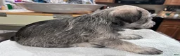 Miniature Schnauzer dogs for sale:  Puppy 1 - Ad 2