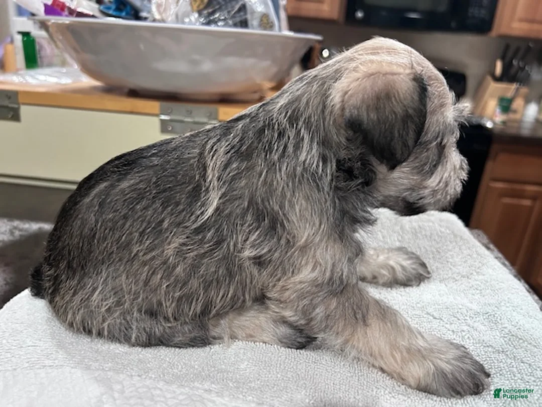 Miniature Schnauzer dogs for sale:  Puppy 1 - Ad 2